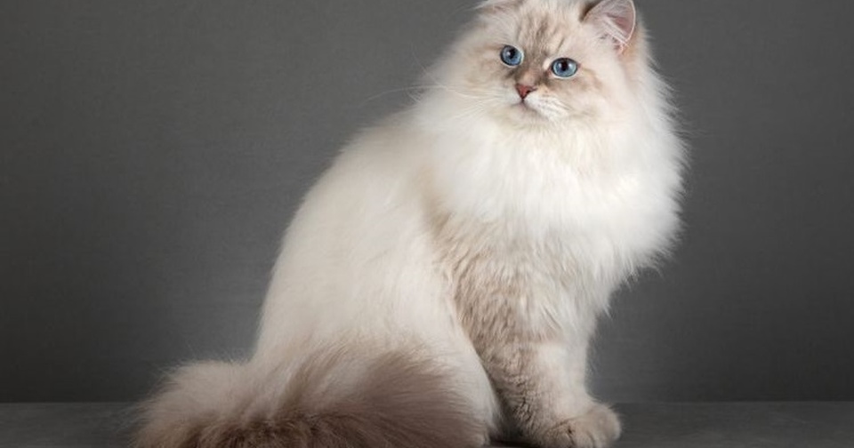 Кошки Породы Невская Маскарадная Характер Фото